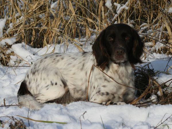 Ambar liegt im Schnee