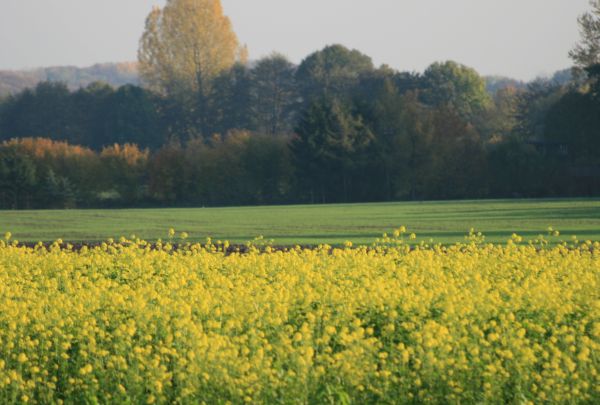 Herbst