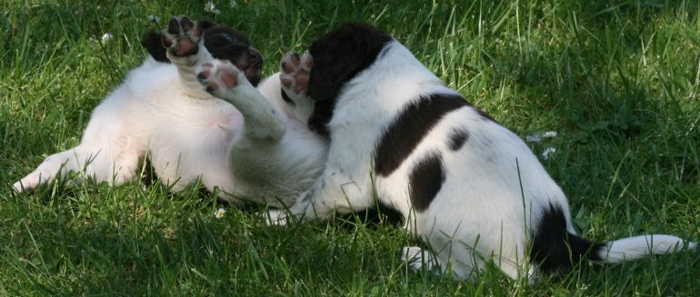 Welpen im Garten