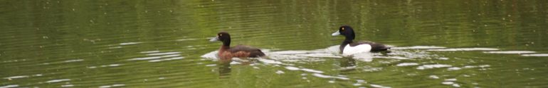 Enten