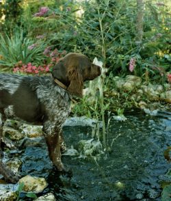 Niko am Springbrunnen