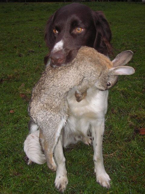 Rasmus mit Kanin