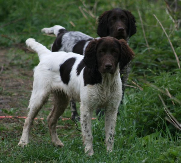 Timber und Taylor