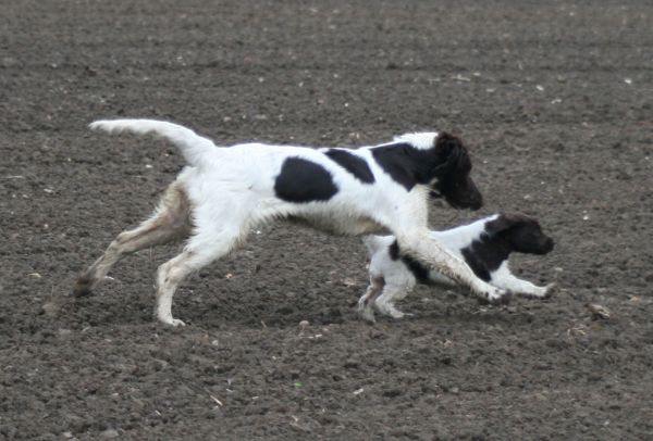 Timber und Umbra