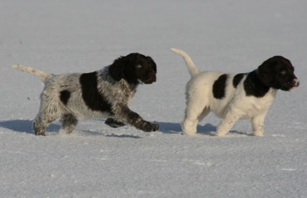 Tanne und Timber