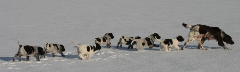 Der T-Wurf im Schnee