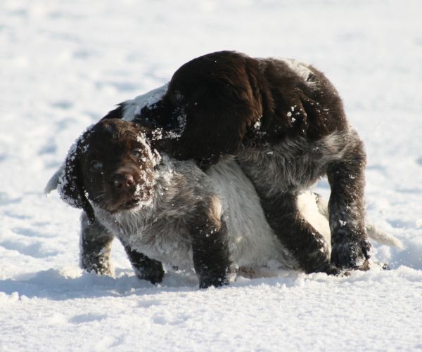 ...toben im Schnee