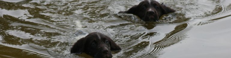 Welpen im Wasser